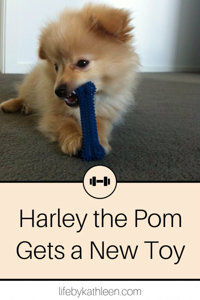 Harley the Pom Gets a New Toy