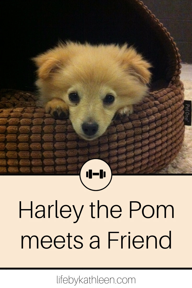 Harley the Pom meets a Friend