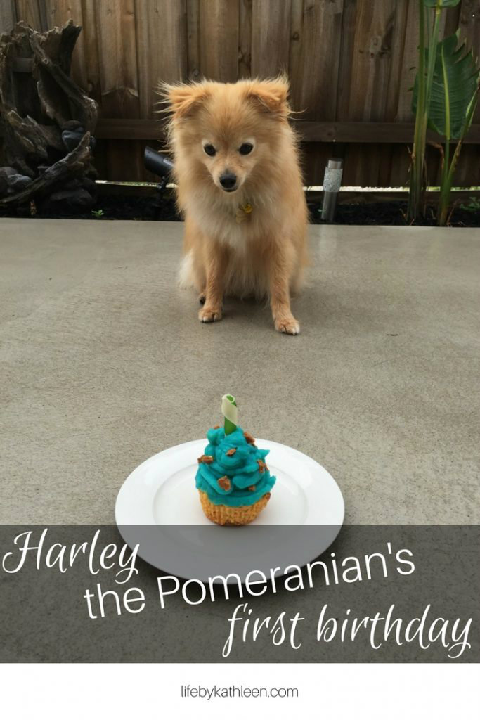 Harley's First Birthday